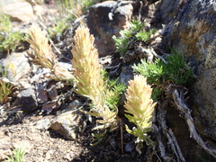 Castilleja parviflora