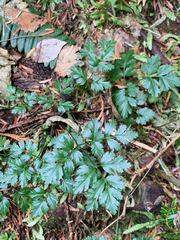 Coptis aspleniifolia