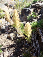 Castilleja parviflora