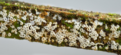 Cyphellaceae