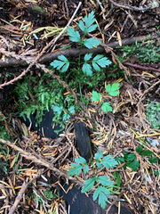 Coptis aspleniifolia