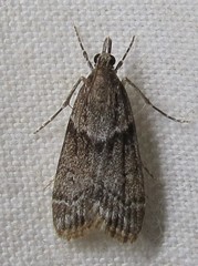 Eudonia torniplagalis