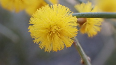 Acacia euthycarpa