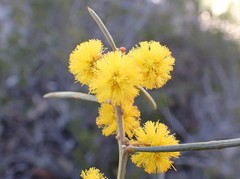 Acacia euthycarpa