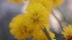 Acacia euthycarpa