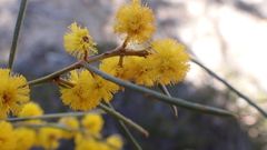 Acacia euthycarpa