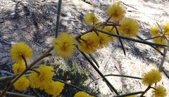 Acacia euthycarpa