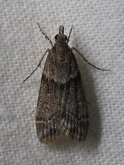 Eudonia torniplagalis