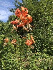 Lilium lancifolium
