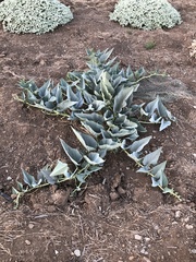 Cucurbita foetidissima