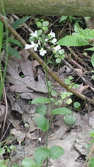 Cardamine bulbosa