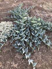 Cucurbita foetidissima