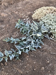 Cucurbita foetidissima