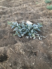 Cucurbita foetidissima