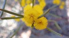 Acacia euthycarpa