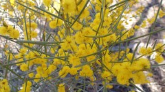 Acacia euthycarpa