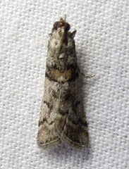 Promylea lunigerella