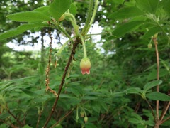 Rhododendron pilosum