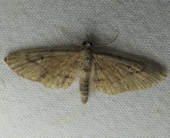 Eupithecia unicolor