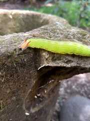 Lepidoptera