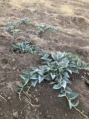 Cucurbita foetidissima