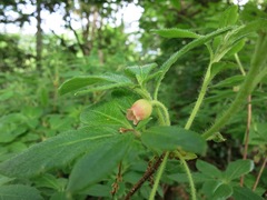 Rhododendron pilosum