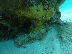 Holacanthus bermudensis