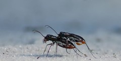 Cicindela scabrosa
