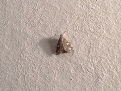 Udea olivalis