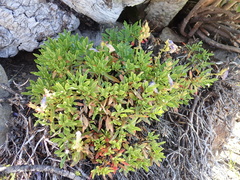 Penstemon fruticosus