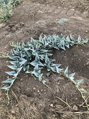 Cucurbita foetidissima