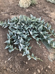 Cucurbita foetidissima