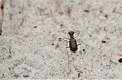 Cicindela scabrosa