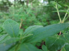 Rhododendron pilosum