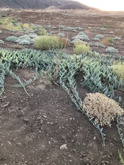 Cucurbita foetidissima