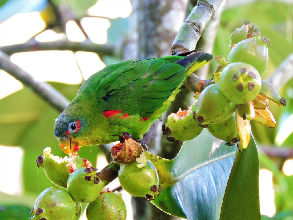 Blue-fronted Parrotlet photo