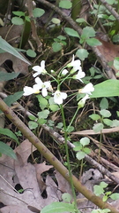 Cardamine bulbosa