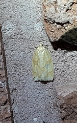 Adoxophyes negundana