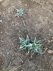 Cucurbita foetidissima