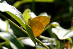 Catopsilia gorgophone