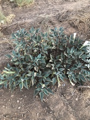 Datura wrightii