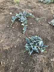 Cucurbita foetidissima