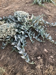 Cucurbita foetidissima
