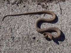 Dryophylax hypoconia