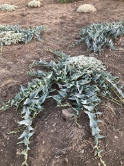 Cucurbita foetidissima