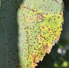 Paracercosporidium microsorum