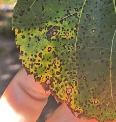 Paracercosporidium microsorum