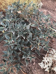 Datura wrightii