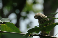 Haemorhous mexicanus