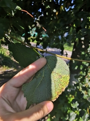 Paracercosporidium microsorum